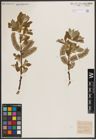 Foto von Salix caprea L.